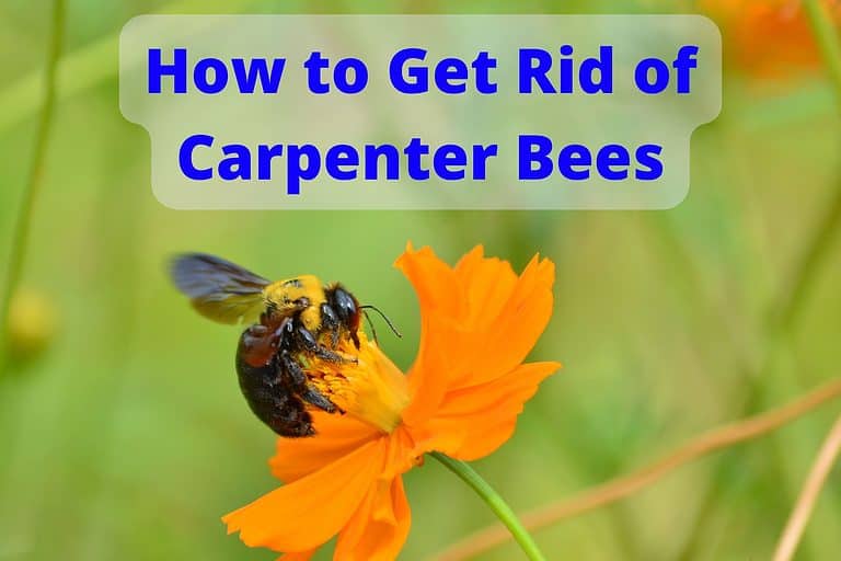 How to Get Rid of Carpenter Bees