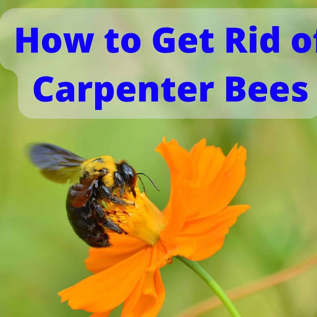 How to Get Rid of Carpenter Bees