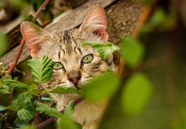 A cat lurking in the bushes