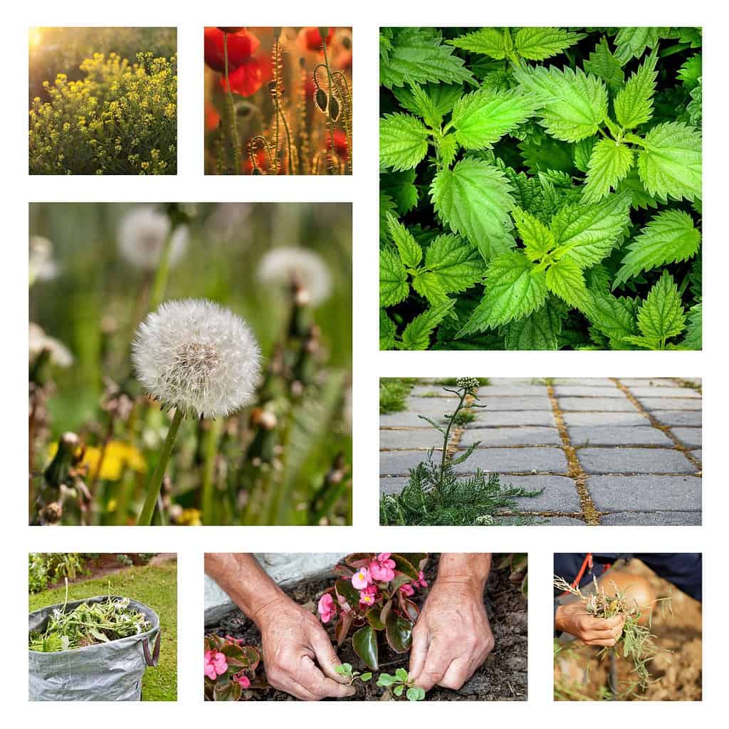 Best Weed Killer Header