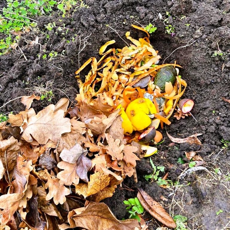 Dried leaves and fruit peels in a compost 724