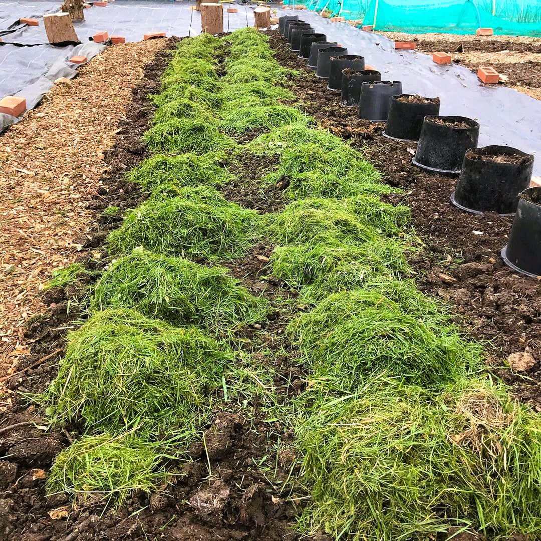 Grass clippings on potato beds 740