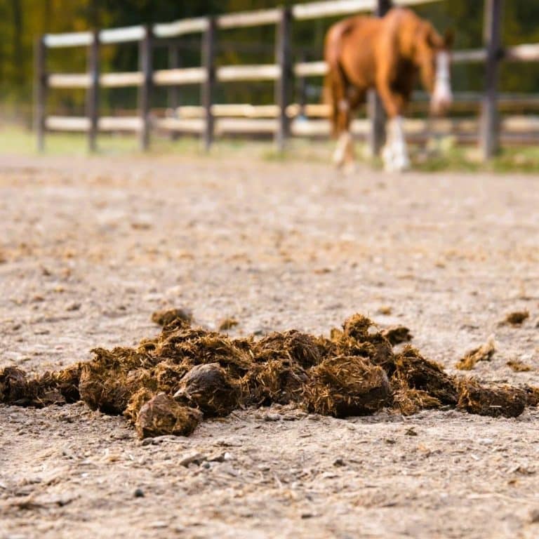 Horse manure 739