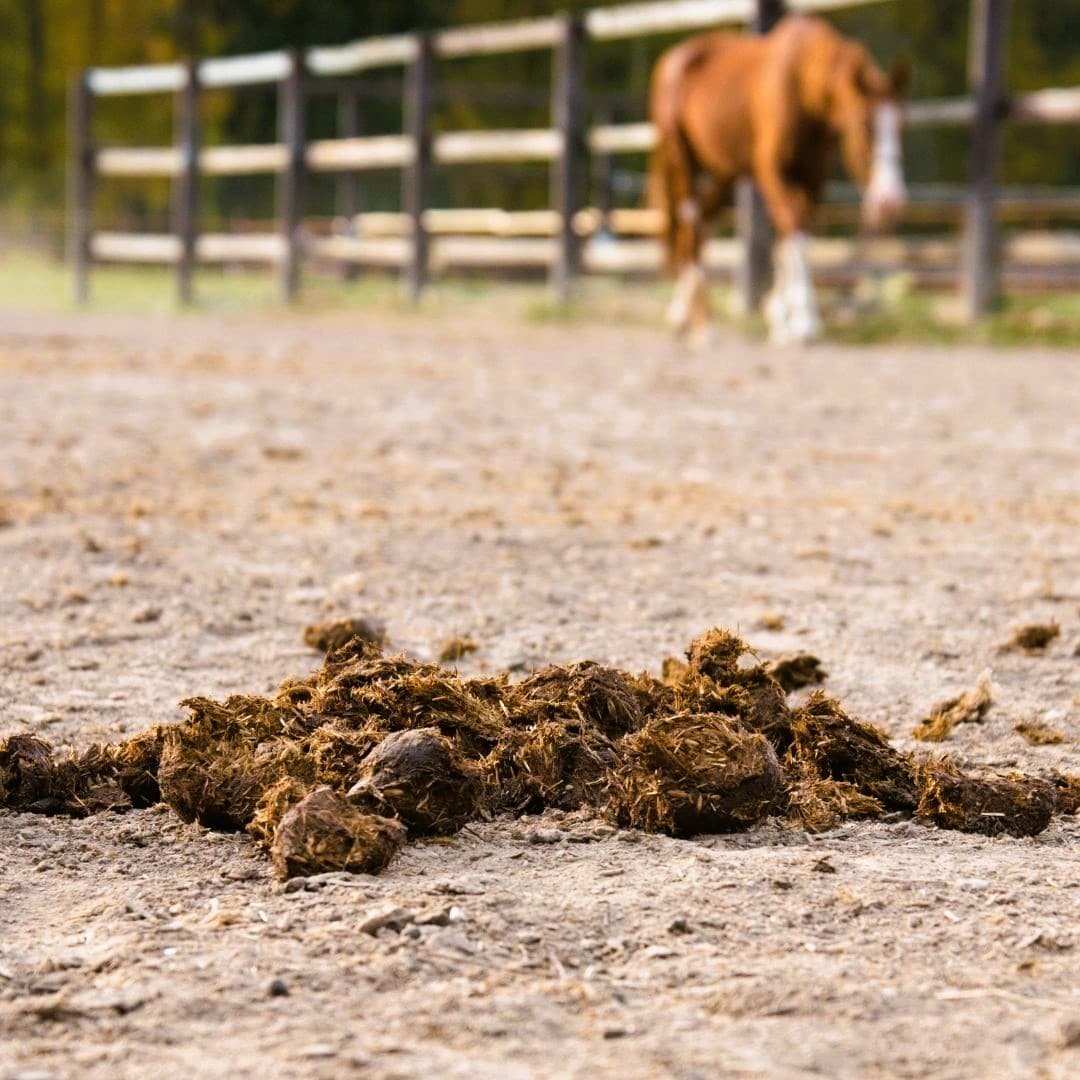 Horse manure 739