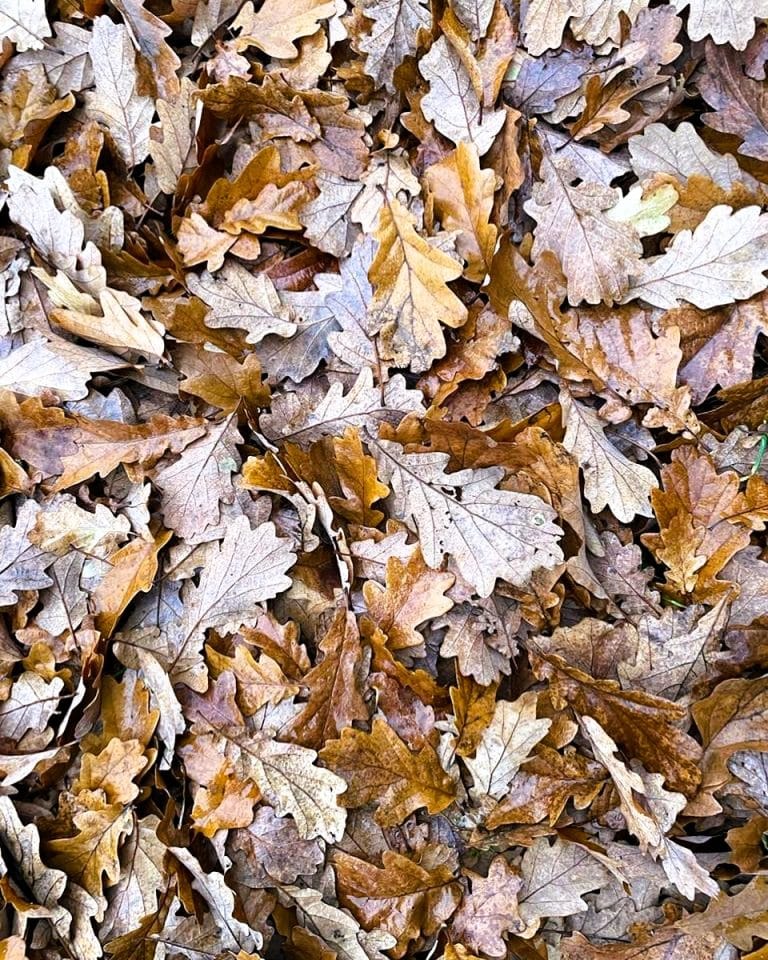 Oak leaves 746