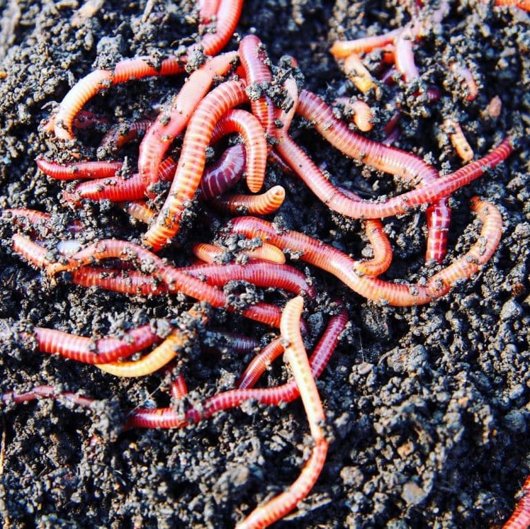 Worms 751